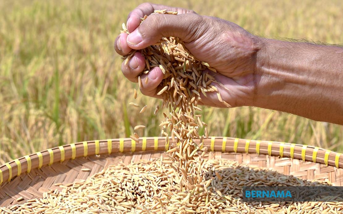 Indonesia Pursues Regional Rice Export Agreements With Malaysia and Singapore