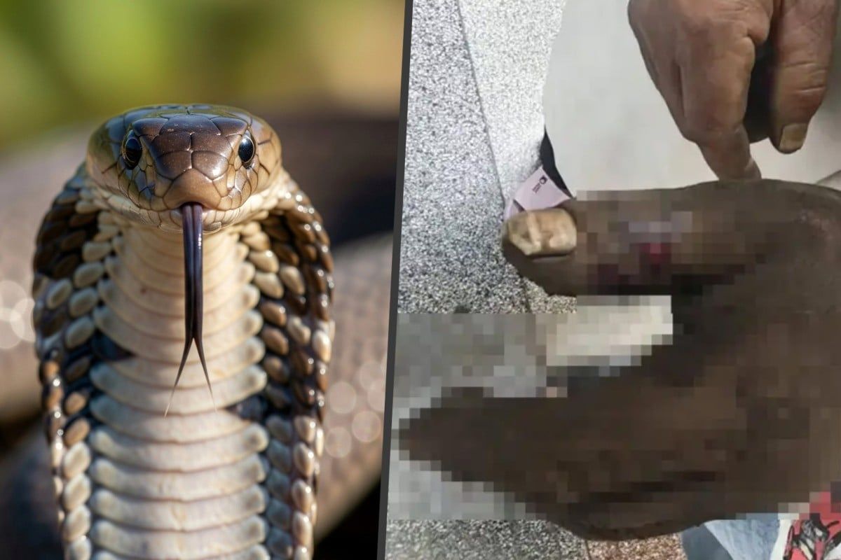 Chinese Woman Poisons Herself Trying to Save Husband from Cobra Bite