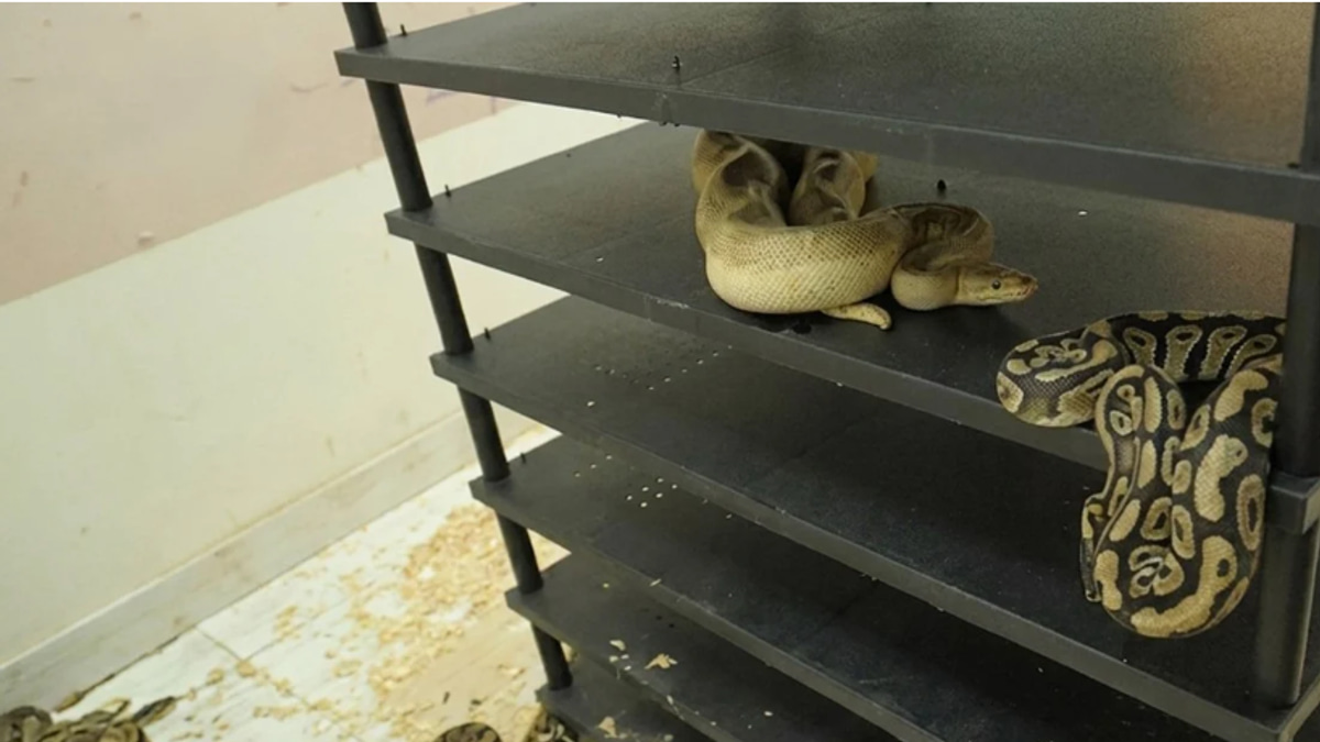 Chinese man sentenced to jail for operating illegal python breeding operation housing 300+ snakes