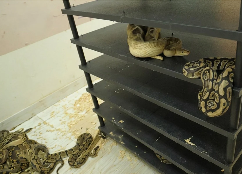 Chinese man sentenced to jail for operating illegal python breeding operation housing 300+ snakes