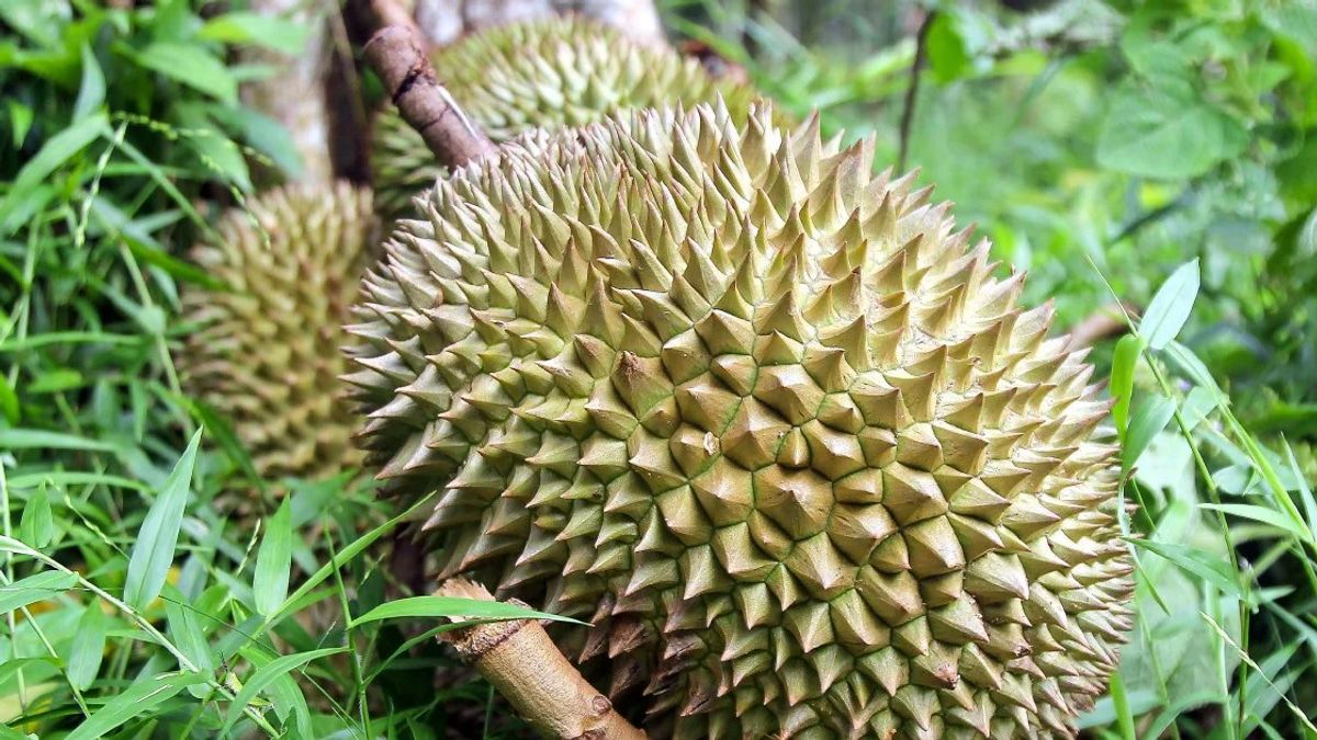 Four arrested in Jasin over organised theft of durians and motorcycle worth RM9,000