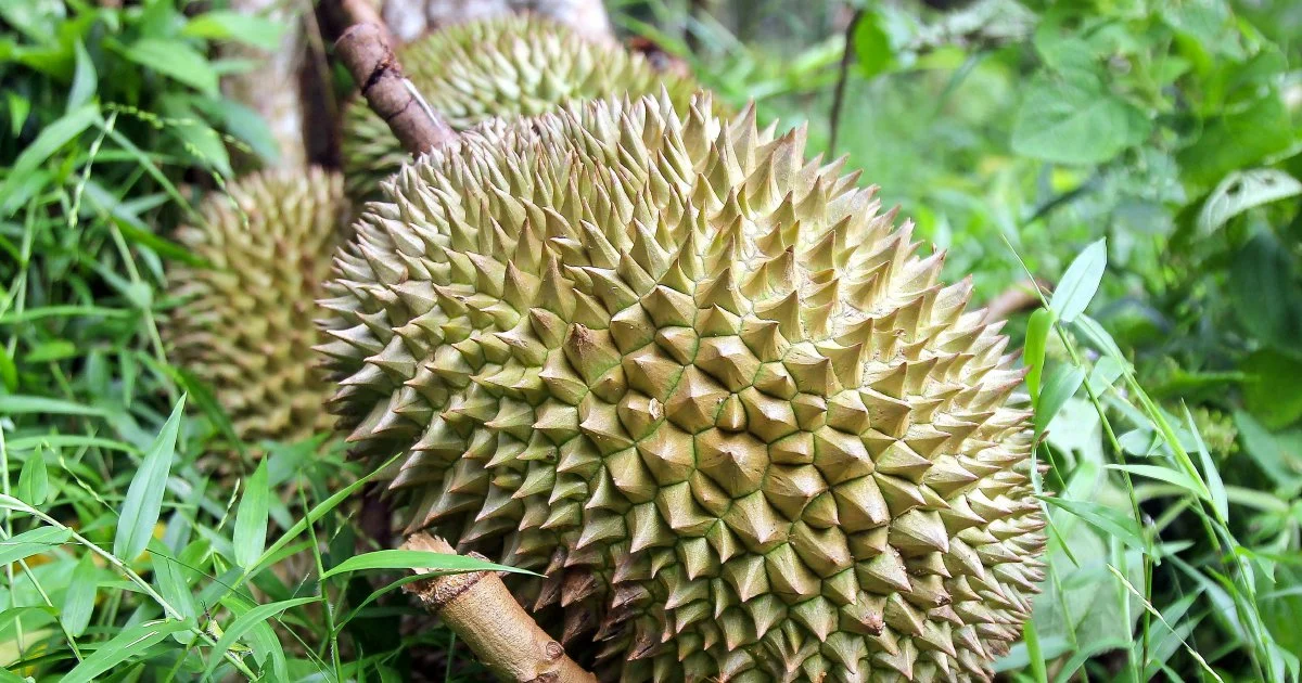 Four arrested in Jasin over organised theft of durians and motorcycle worth RM9,000