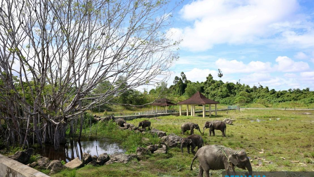 Tawau Elephant Sanctuary Could Expand Across Sabah If Pilot Succeeds