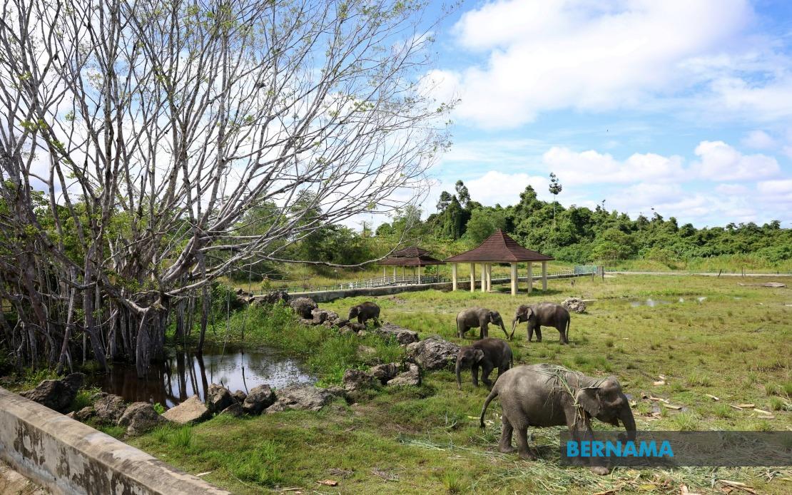 Tawau Elephant Sanctuary Could Expand Across Sabah If Pilot Succeeds