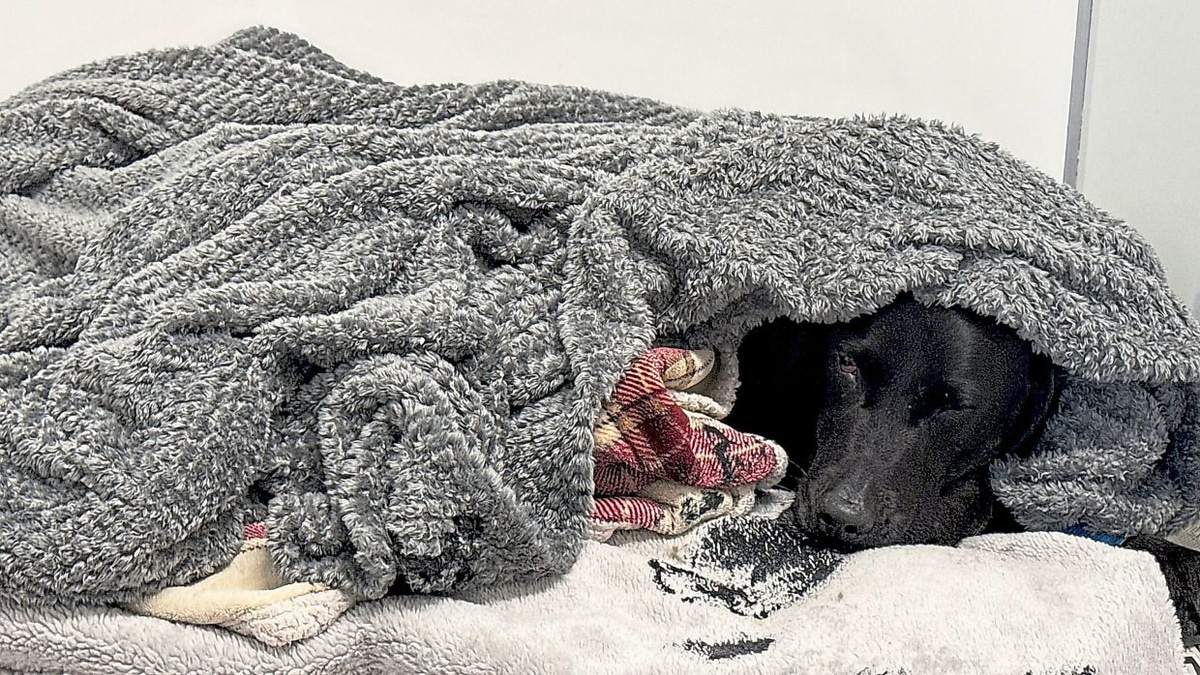 Mountain Rescue Saves Dog Poisoned by Cannabis on Ben Nevis