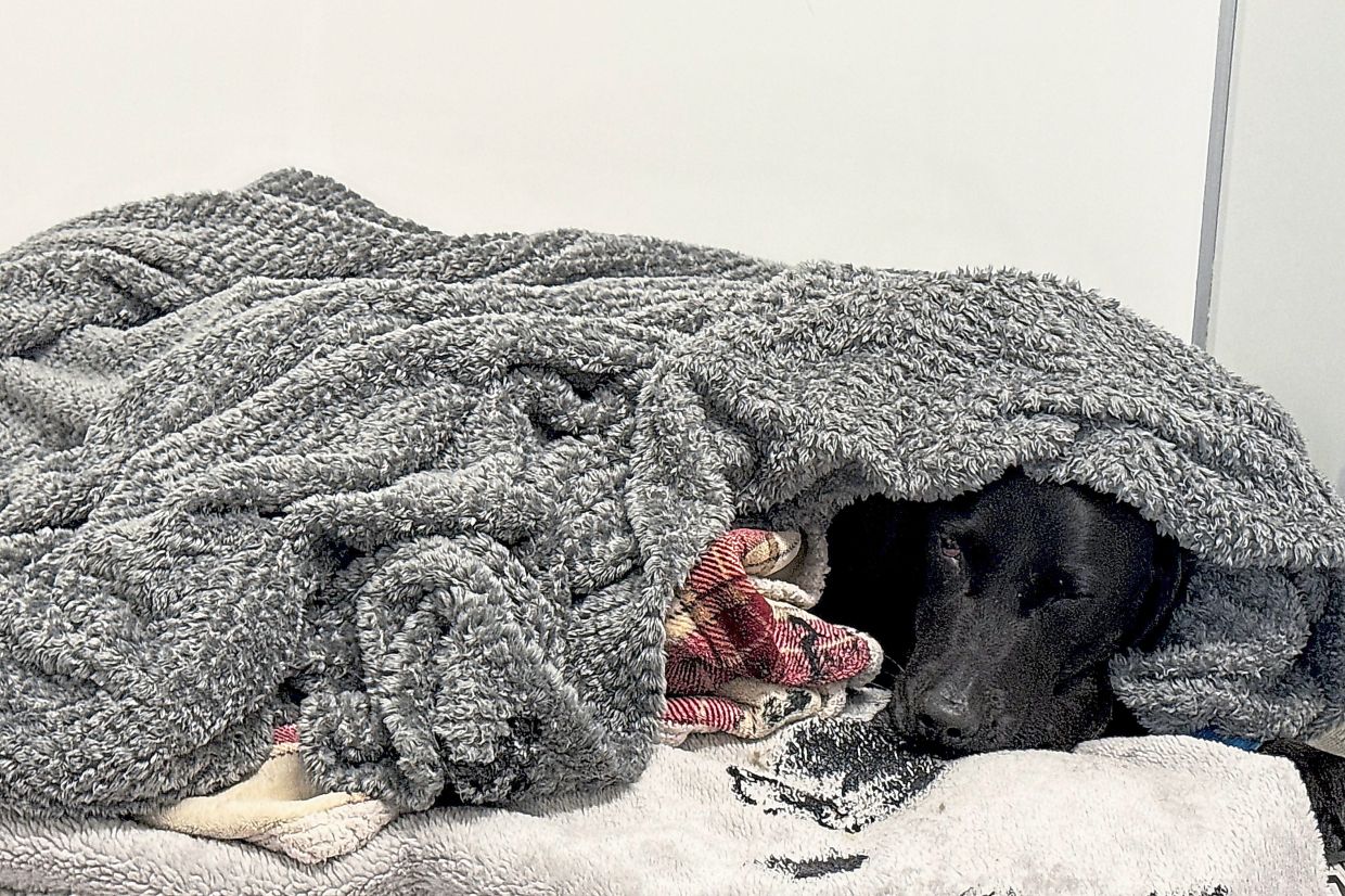 Mountain Rescue Saves Dog Poisoned by Cannabis on Ben Nevis