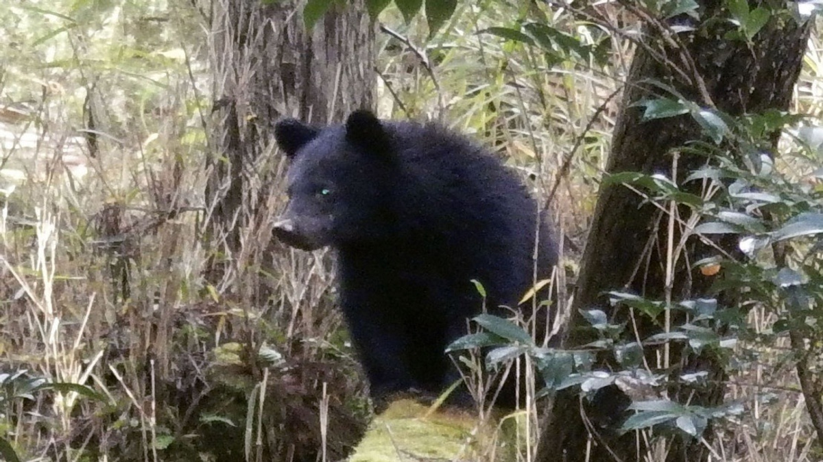 Japan's Wildlife Crisis Overwhelms Local Governments as Bear Encounters Double