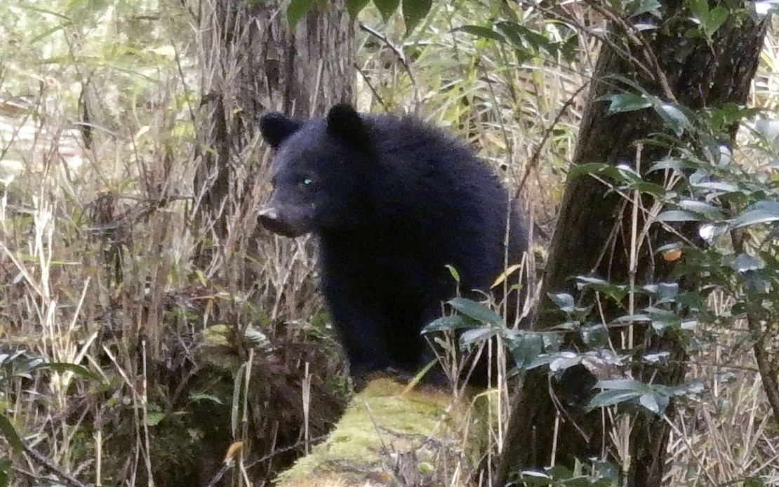 Japan's Wildlife Crisis Overwhelms Local Governments as Bear Encounters Double