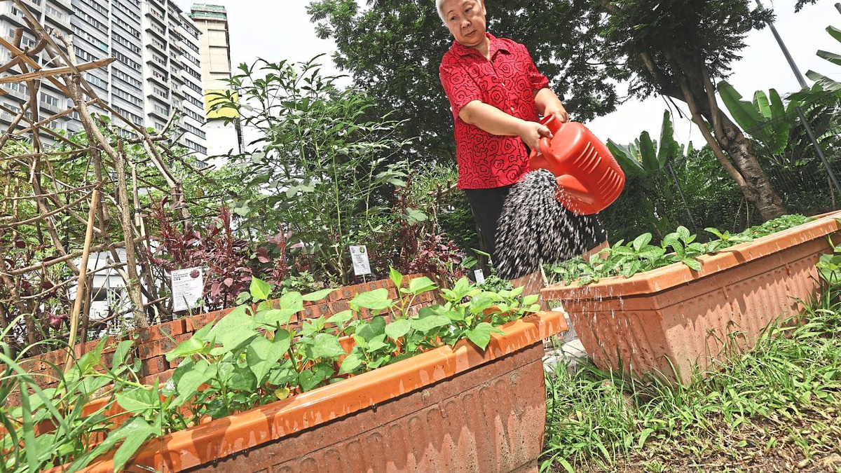 From Wasteland to Wellness: How Kuala Lumpur's 1Razak Mansion Food Forest is Transforming Senior Lives