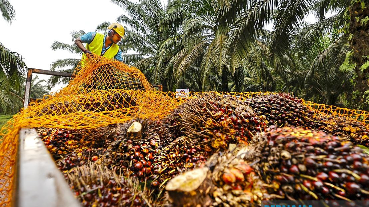 RM20-25 Million MPOB Research Station to Transform Melaka's Palm Oil Sector