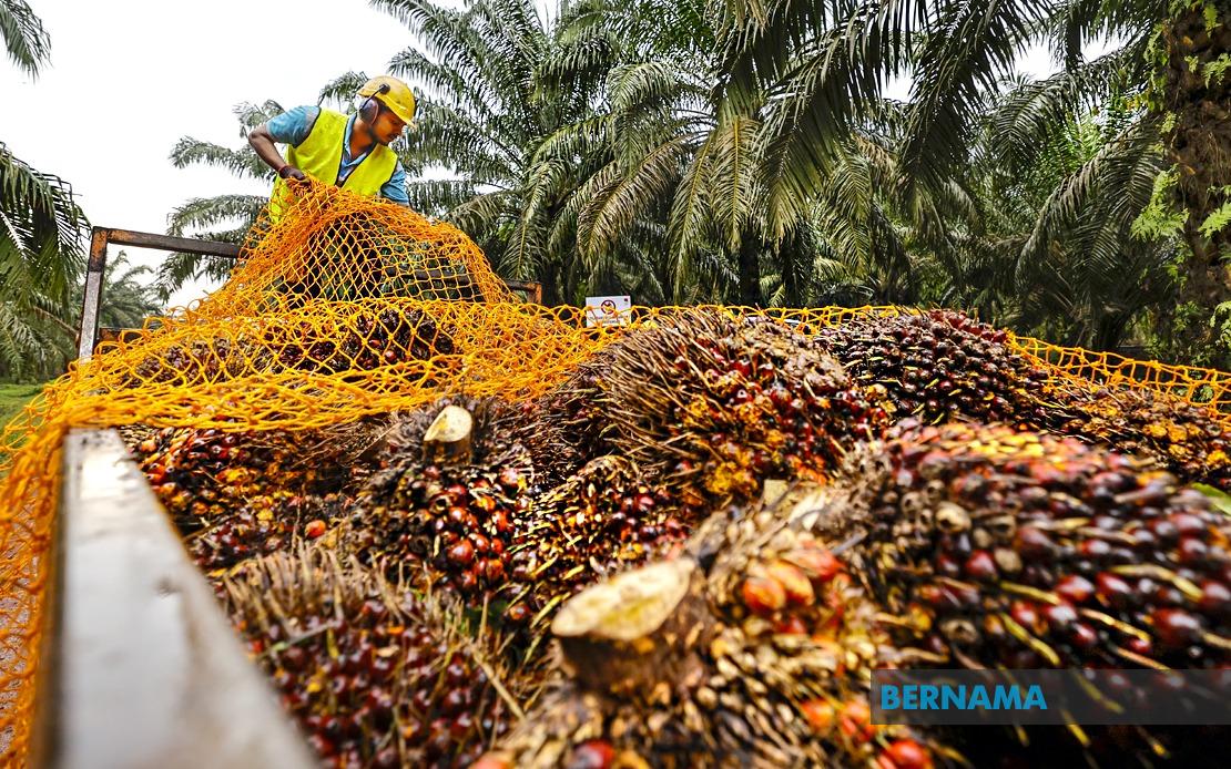 RM20-25 Million MPOB Research Station to Transform Melaka's Palm Oil Sector