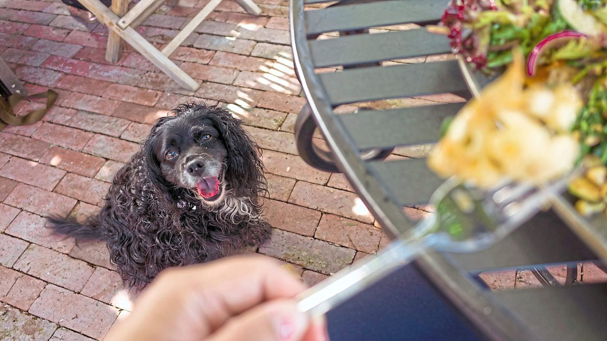Taking Your Dog to Outdoor Dining: A Practical Guide for Pet-Friendly Malaysian Venues