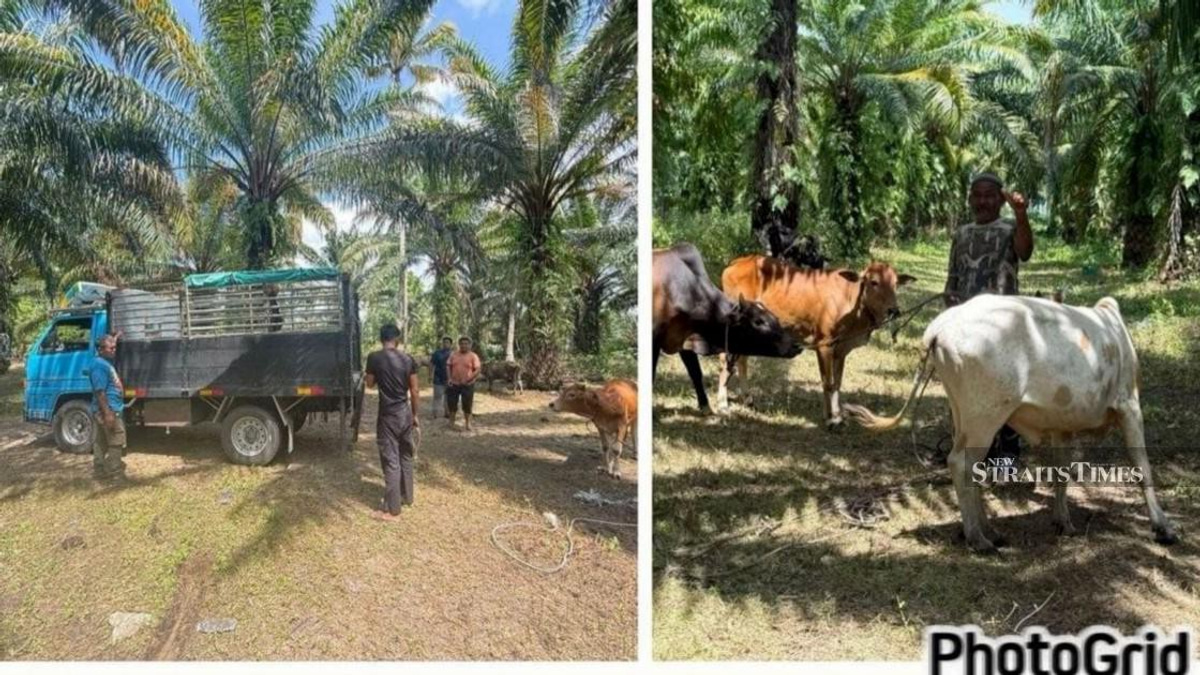 Police Dismantle Cattle Theft Network, Recover 32 Head in Kelantan and Terengganu Raids