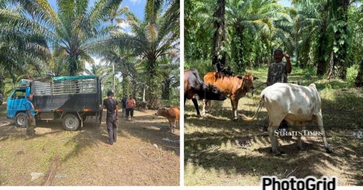 Police Dismantle Cattle Theft Network, Recover 32 Head in Kelantan and Terengganu Raids