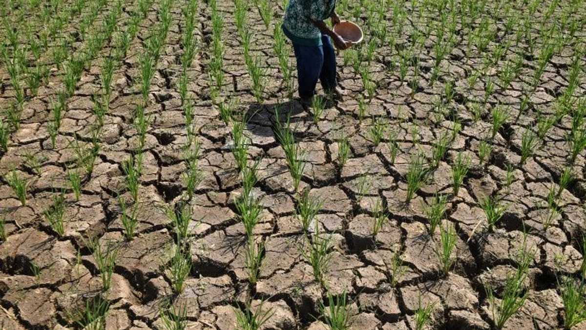 Indonesia's Drought Crisis Deepens as El Niño Intensifies Water Shortages Across the Archipelago