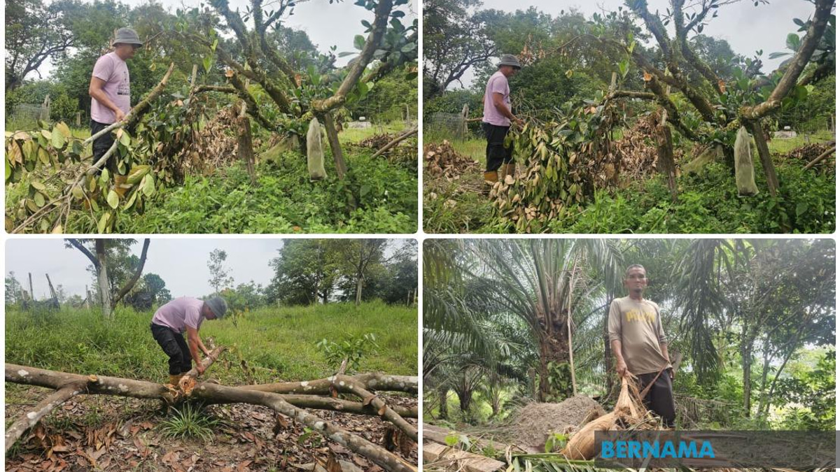 Wild Elephants Breach Residential Zone in Terengganu; Residents Demand Action