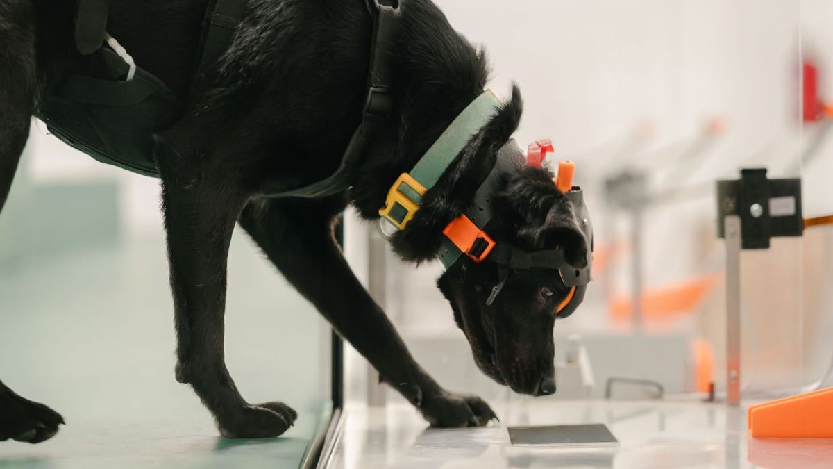 How AI and Cancer-Sniffing Dogs Could Transform Early Detection in India