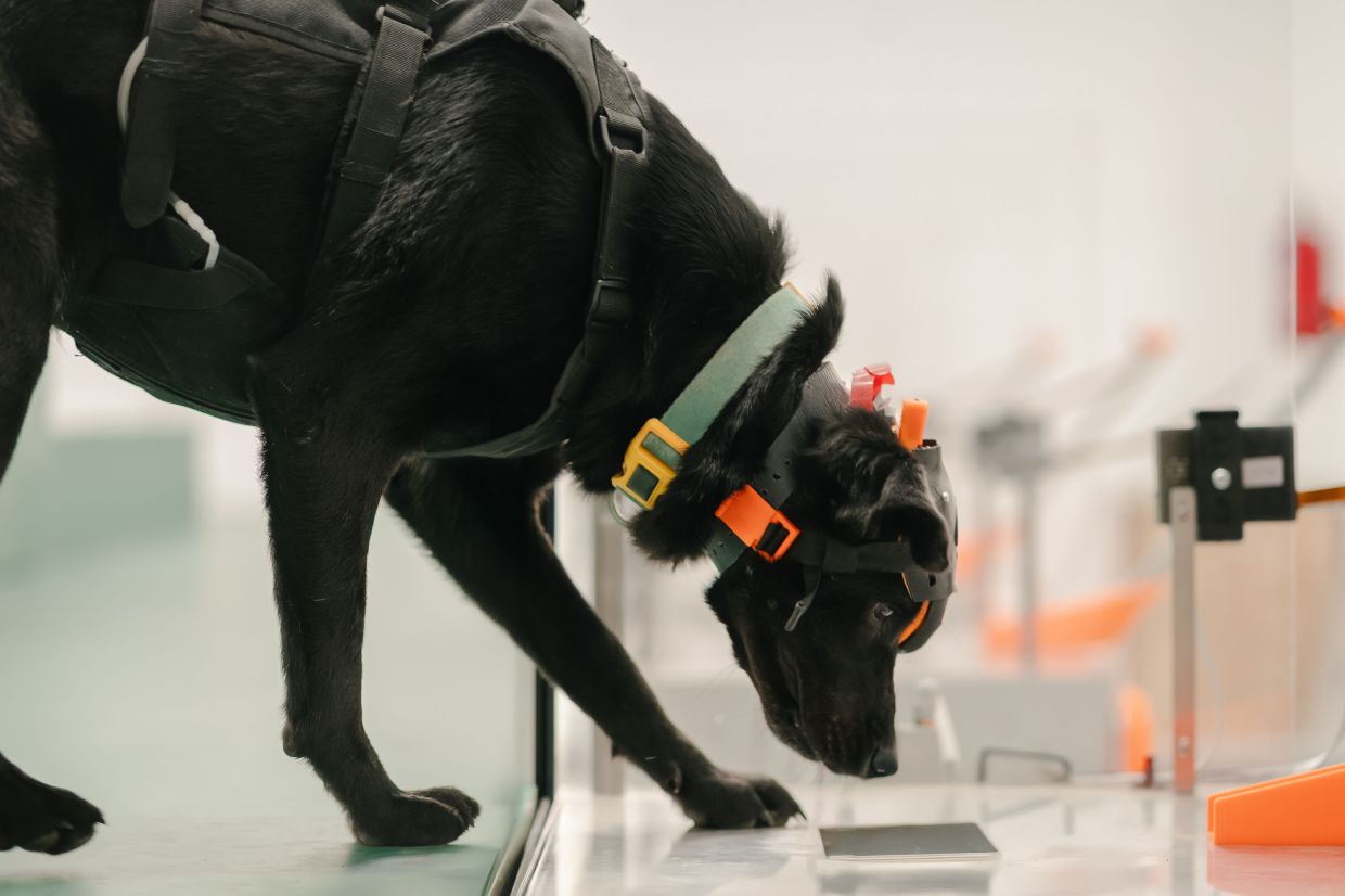 How AI and Cancer-Sniffing Dogs Could Transform Early Detection in India