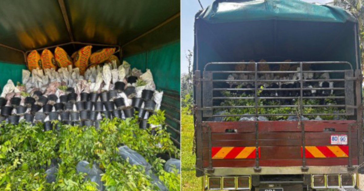 Lorry Driver Held in Major Plant Smuggling Bust at Kelantan Border