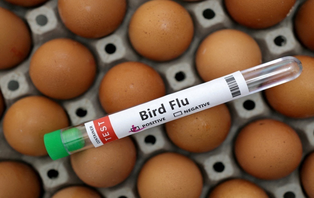 Victoria Orders All Poultry Indoors as H5N1 Bird Flu Spreads Across Australian State