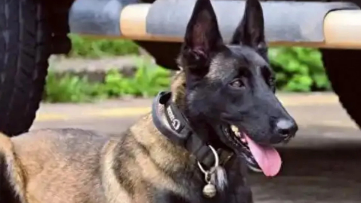 China's Police Dog Bulu Captivates Millions After Emotional Reunion With Injured Handler
