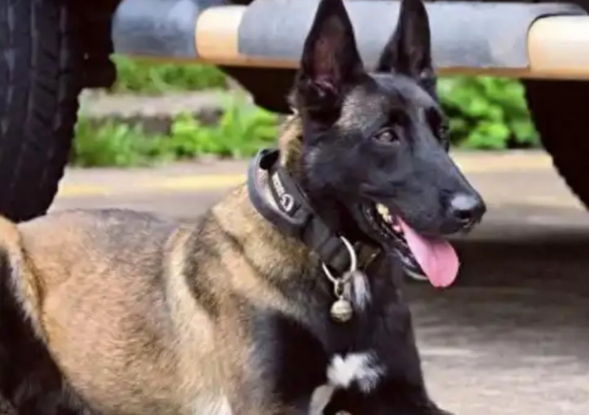 China's Police Dog Bulu Captivates Millions After Emotional Reunion With Injured Handler