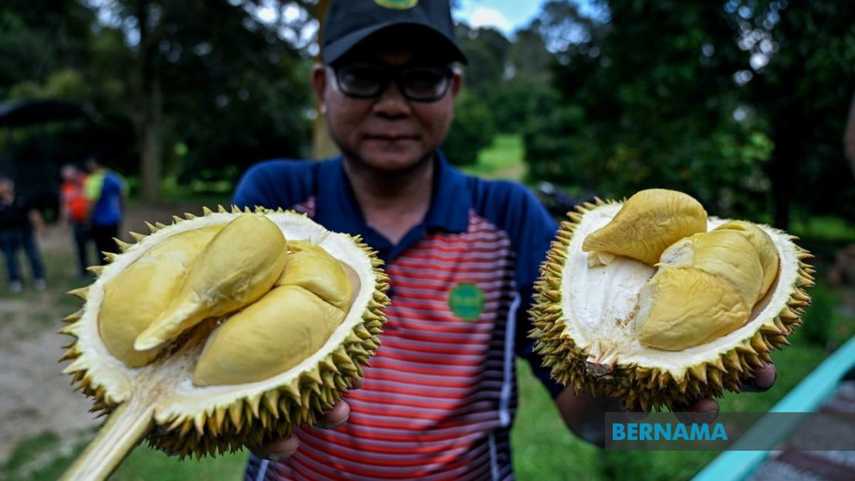 MARDI Has Planted 25,000 MS88 Hybrid Durian Trees Across Malaysia