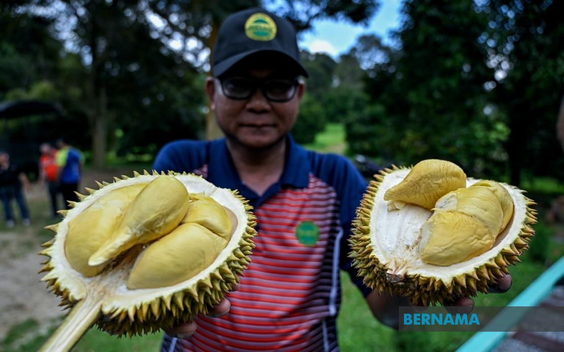 MARDI Has Planted 25,000 MS88 Hybrid Durian Trees Across Malaysia