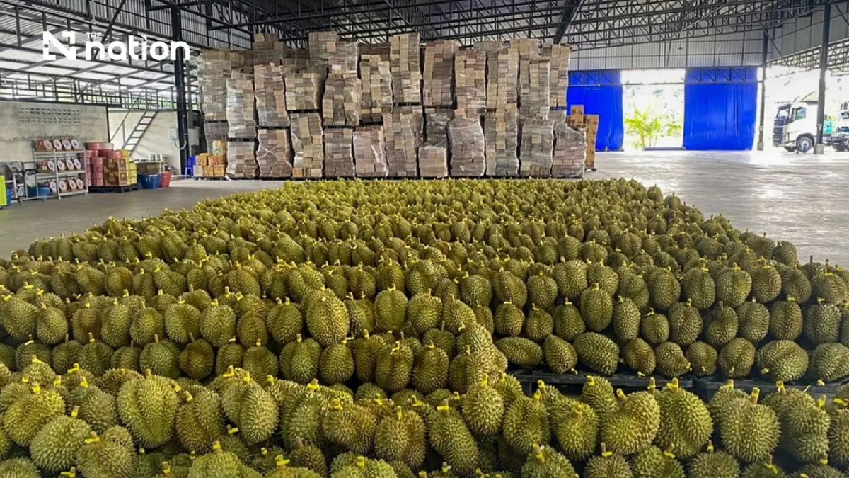 Thai durian exports to China smash records with THB100bn milestone in first half of 2026