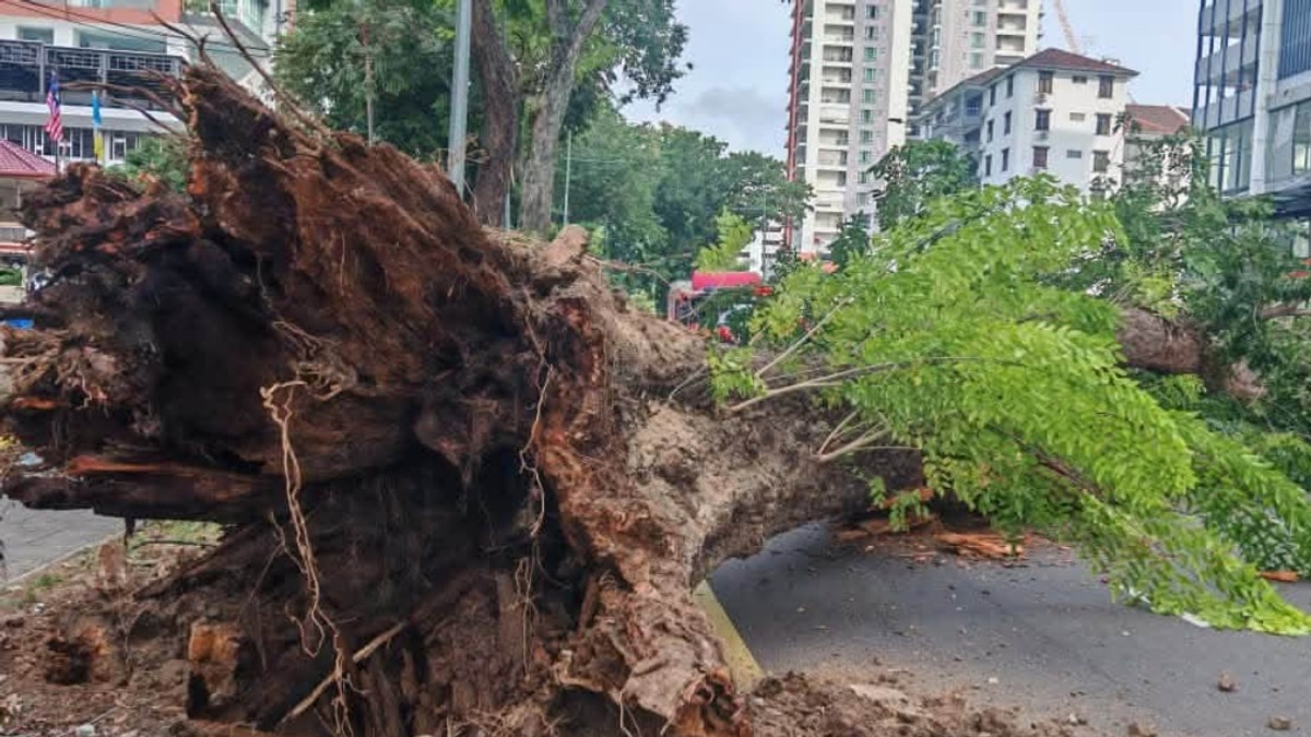 Structural Decay and Soil Stress Blamed for Collapse of 90-Year-Old Tree in George Town