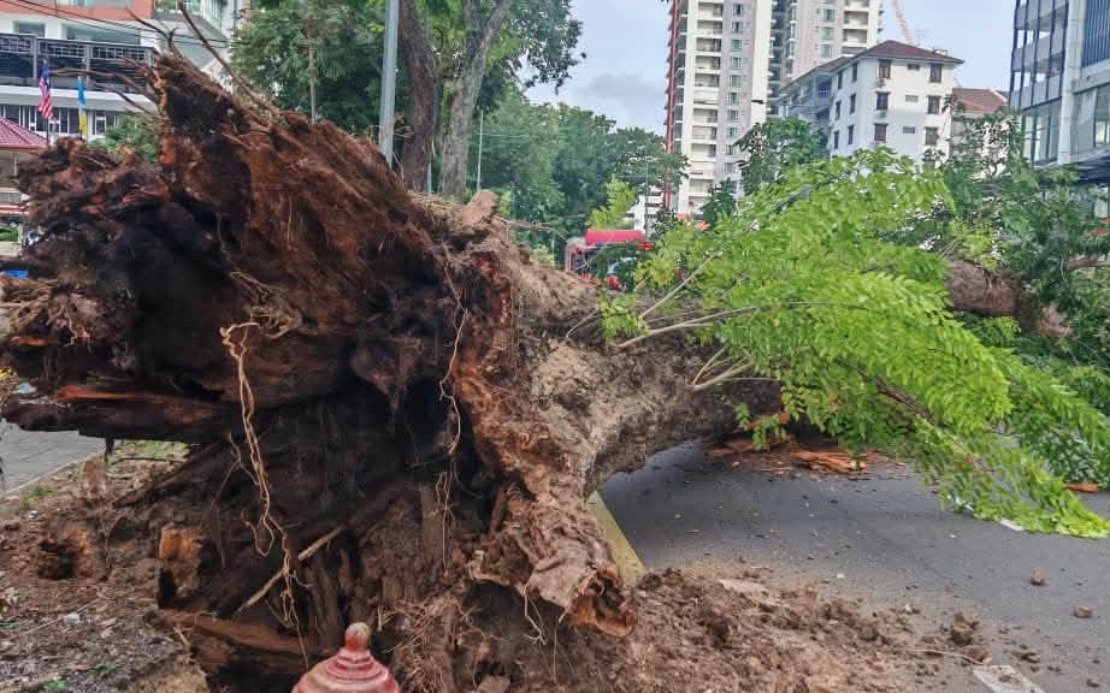 Structural Decay and Soil Stress Blamed for Collapse of 90-Year-Old Tree in George Town