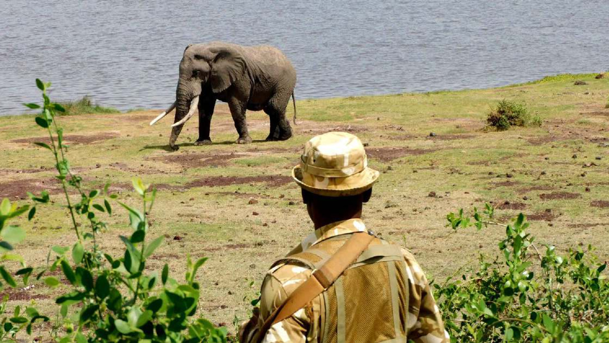 Kenya Launches Investigation Into Sudden Deaths of 15 Elephants at Amboseli
