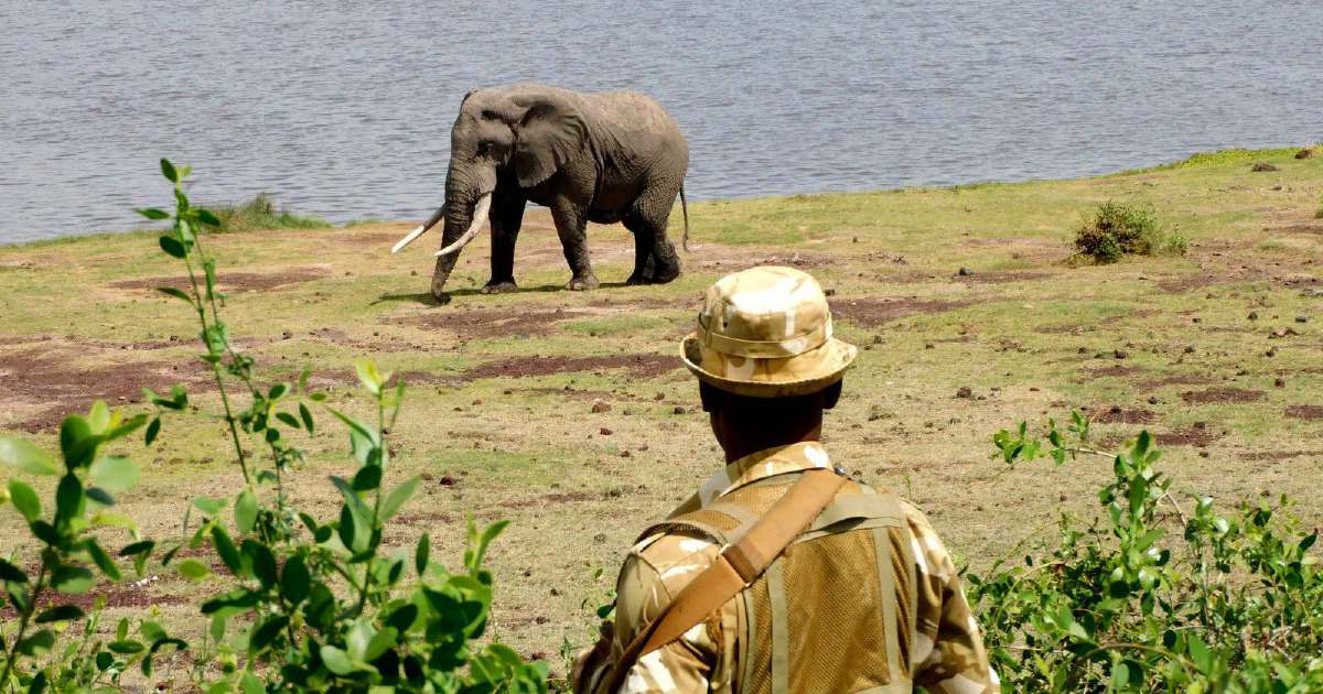 Kenya Launches Investigation Into Sudden Deaths of 15 Elephants at Amboseli