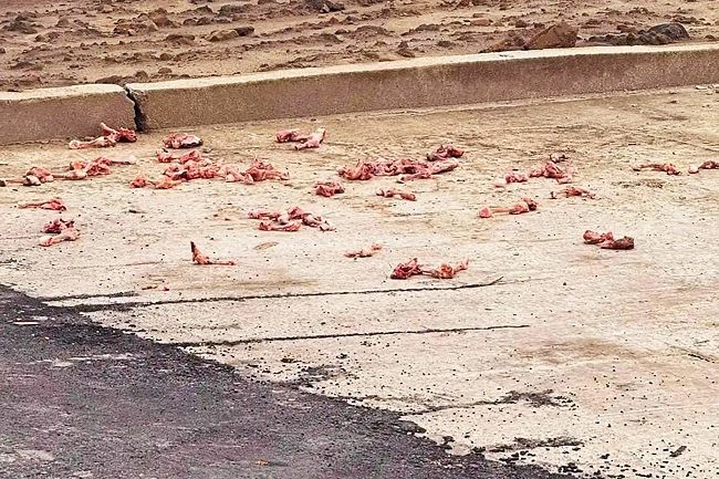 Malaysian fined BN$300 in Brunei for illegal food waste disposal