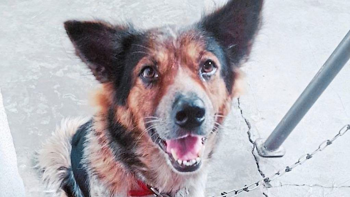 A Call for Emergency Veterinary Care: One Pet Owner's Fight for Systemic Change in Malaysia