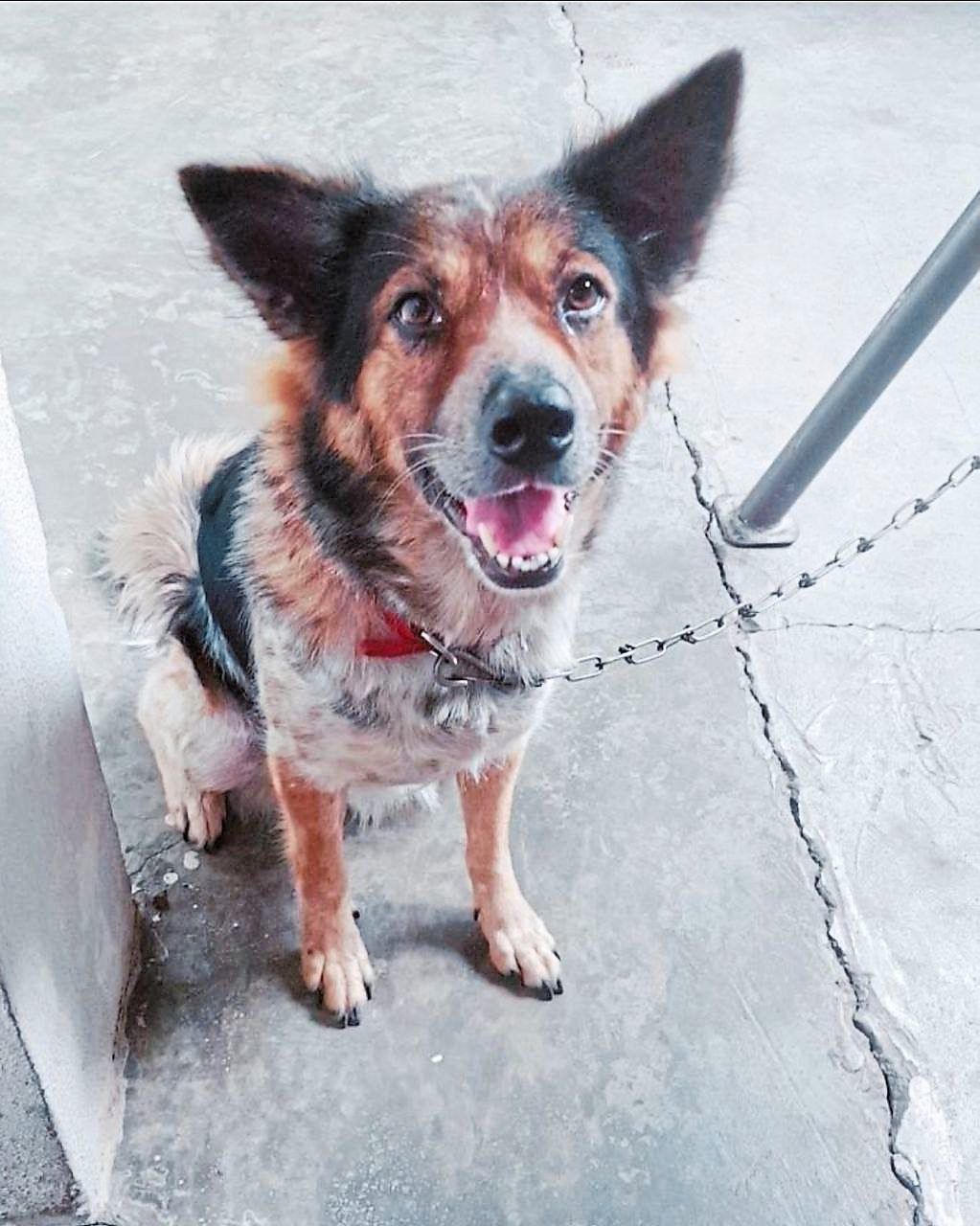 A Call for Emergency Veterinary Care: One Pet Owner's Fight for Systemic Change in Malaysia