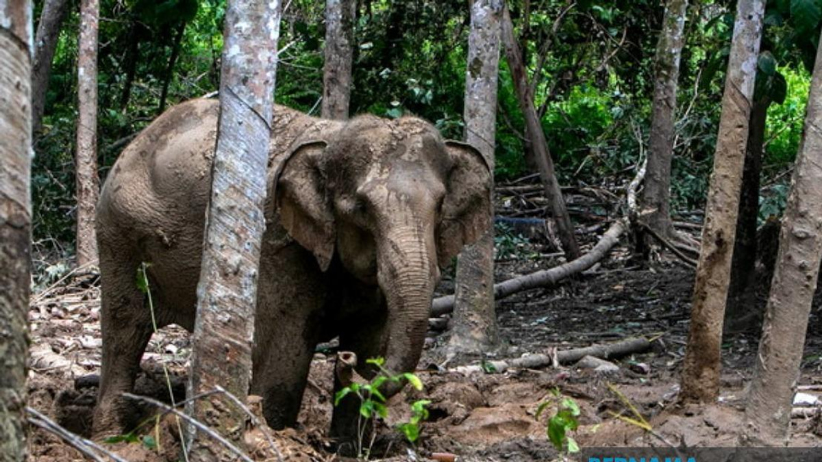 Orang Asli Villager Attacked by Elephant During Crop Raid in Perak