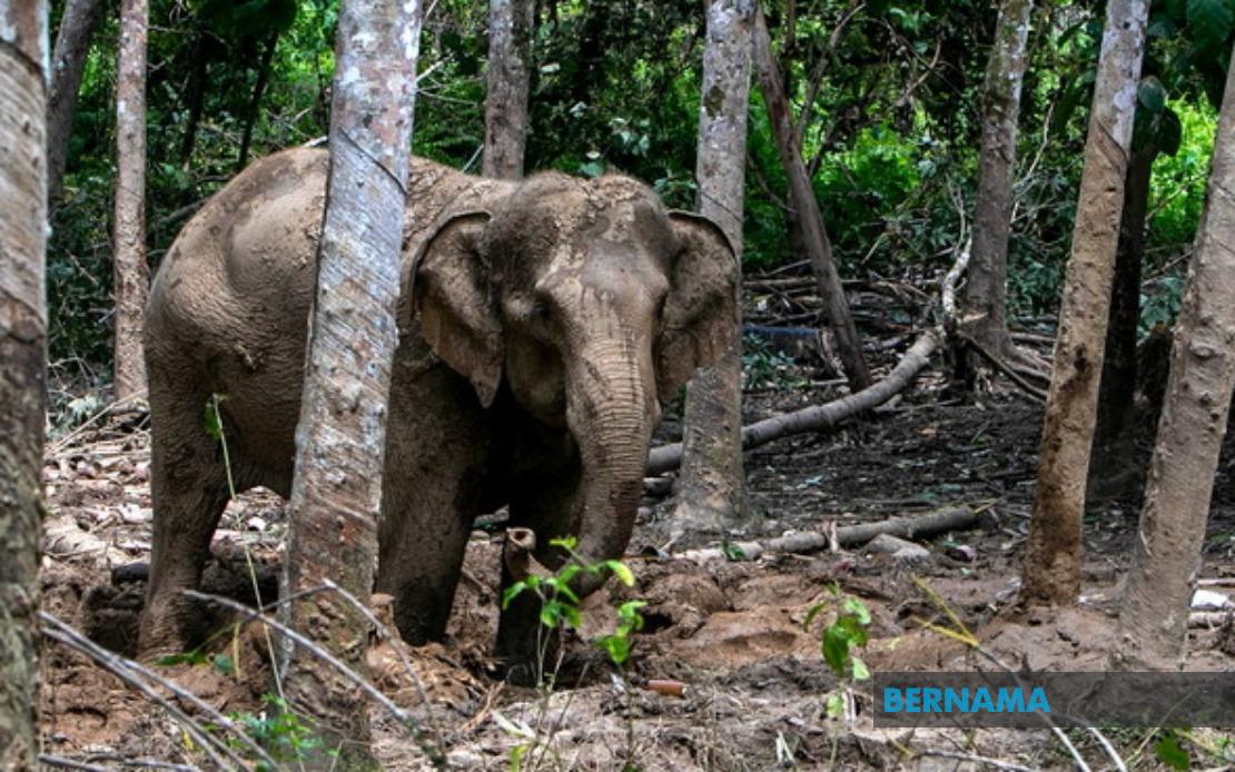 Orang Asli Villager Attacked by Elephant During Crop Raid in Perak