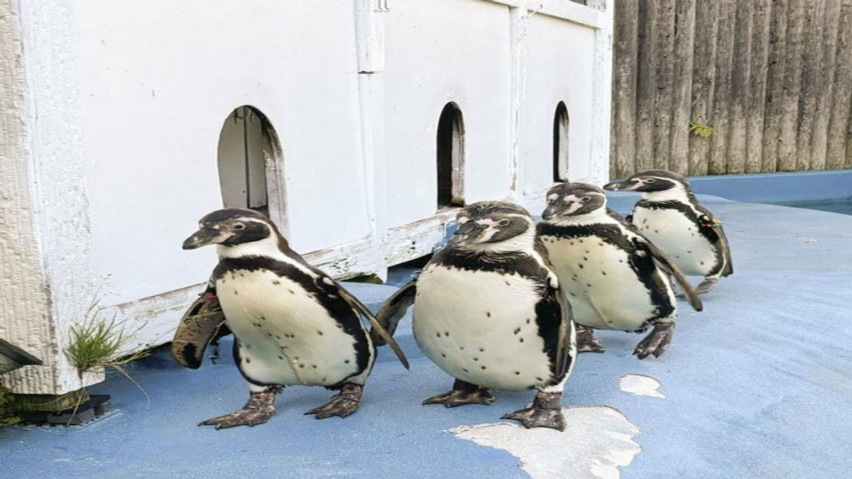All Four Humboldt Penguins at Japanese Zoo Succumb to Avian Malaria