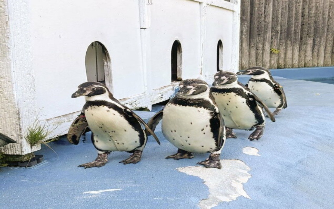 All Four Humboldt Penguins at Japanese Zoo Succumb to Avian Malaria