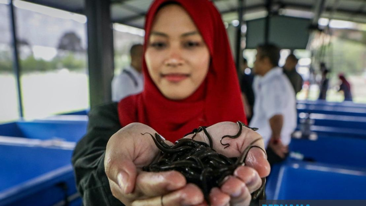 PTSS Drives Rural Economic Growth Through Community-Based Eel Farming Initiative