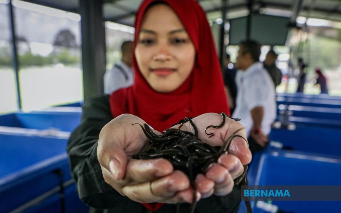 PTSS Drives Rural Economic Growth Through Community-Based Eel Farming Initiative