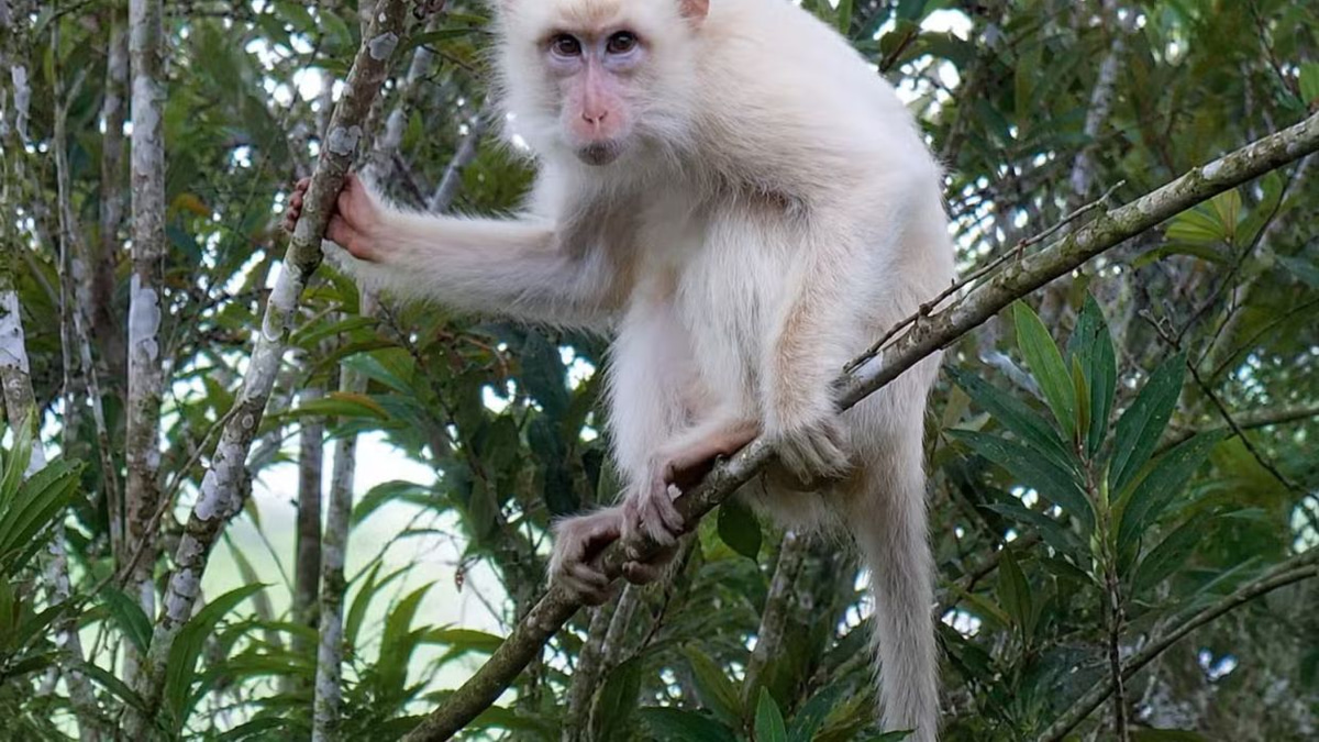 Rare white macaque in Philippines sparks urgent conservation effort