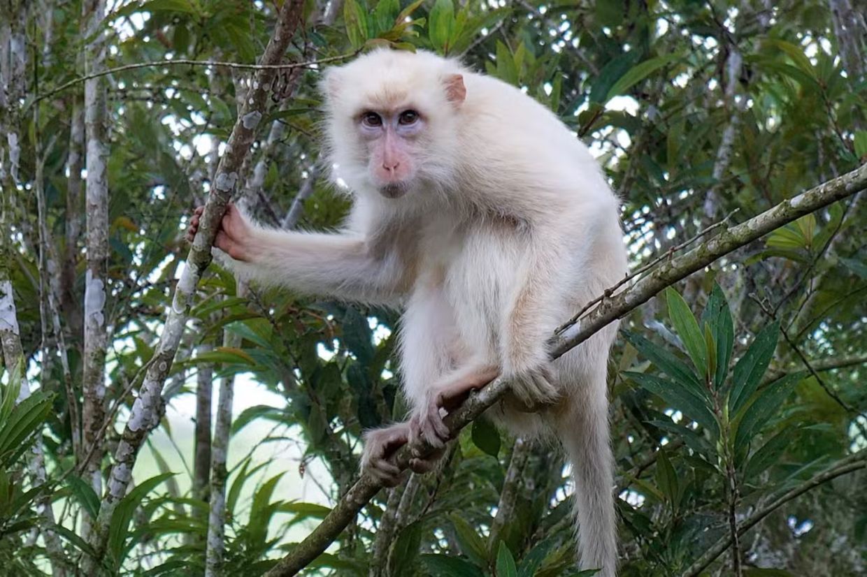 Rare white macaque in Philippines sparks urgent conservation effort