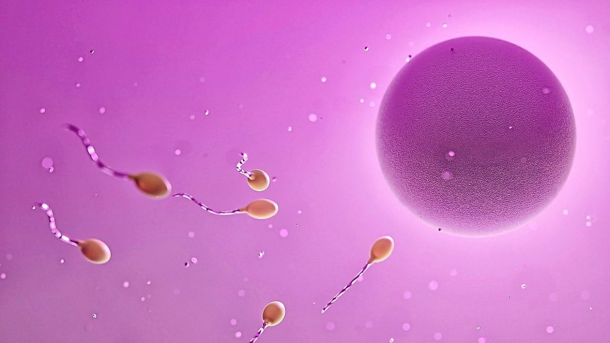 Understanding Infertility Treatments: How Ovulation-Stimulating Drugs Work