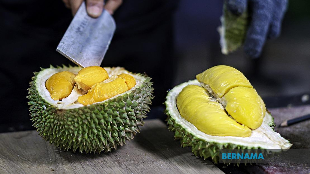 FAMA Ramps Up Durian Push in Penang as Production Surges Beyond 18,000 Tonnes