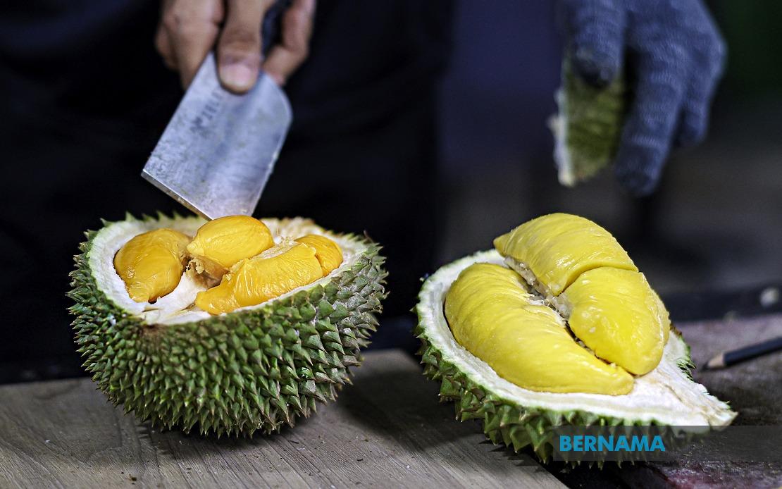 FAMA Ramps Up Durian Push in Penang as Production Surges Beyond 18,000 Tonnes