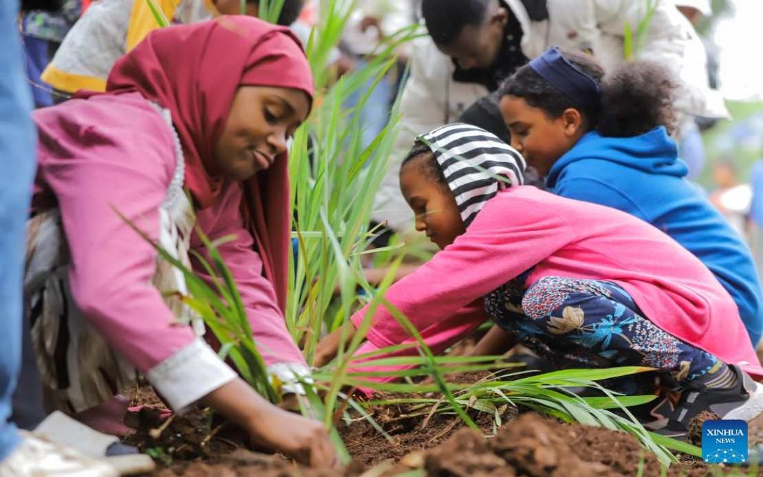 Ethiopia's Bold Green Push: 800 Million Trees Planted in Record One-Day Campaign