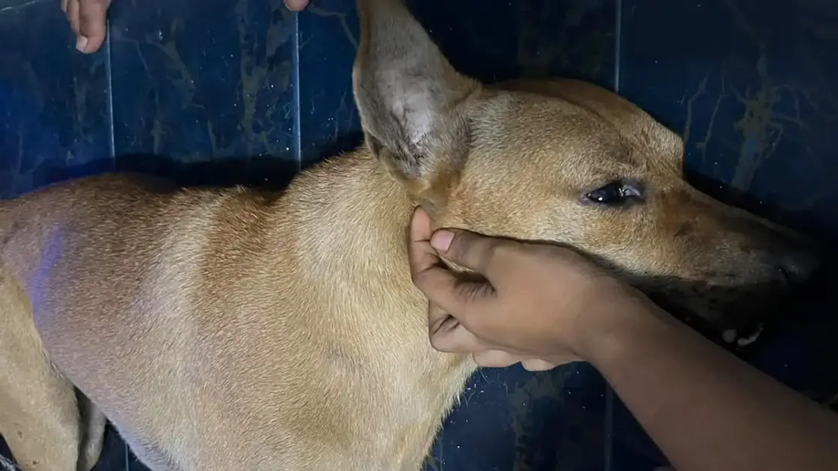 Dog's Death Warrants Independent Investigation, Not Owner Blame, Says Santiago