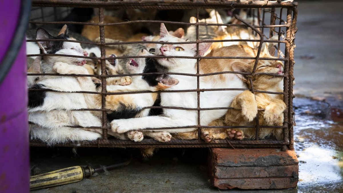 Dark Trade: How Superstition Drives the Underground Cat Meat Market Across Indochina